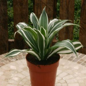 Dracena White Jewel