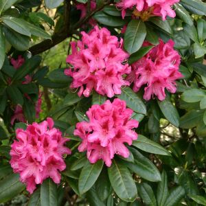 Rhododendron Anah Kruschke