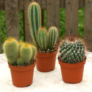 Cactii Mix van 3 soorten