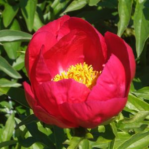 Giant Peony Single Red