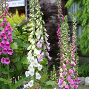 Digitalis purpurea Foxy hybrids 17 cm po