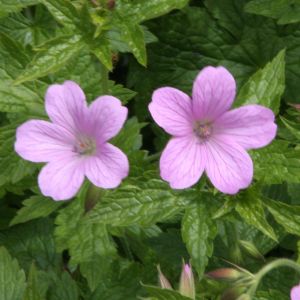 Geranium endressi Wargrave Pink