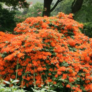 Azalea mollis Oranje