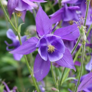 Aquilegia caerulea Blue 17 cm pot