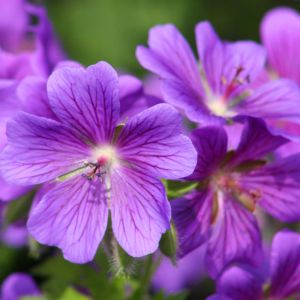 Geranium Ballerina Ooievaarsbek