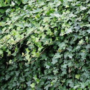 Hedera Helix (Klimop)