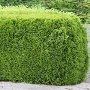 Thuja occidentalis Smaragd groot