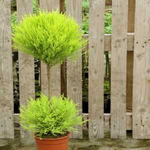 Cupressus goldcrest 17 cm pot