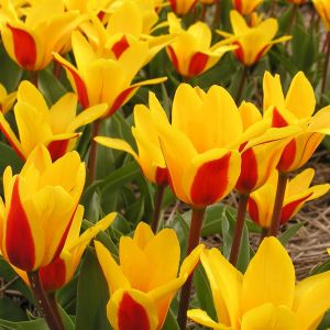 Tulpen Kaufmanniana Goudstuk x 10