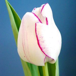 Tulpen Viridiflora Hotpants x 10
