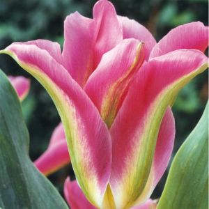 Tulpen Viridiflora Virichic x 10