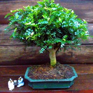 Bonsai Zanthoxylum Broom 12 cm pot