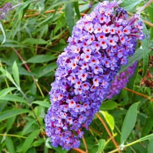 Vlinderstruik (Buddleja davidii) Blauw