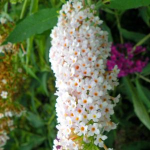 Vlinderstruik Buddleja davidii Wit