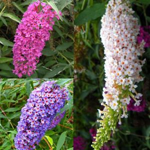 Buddleja Vlinderstruiken Collectie x 3