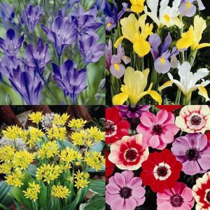 Spring/Summer bulb garden x 80