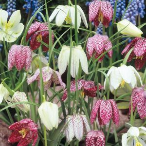 Fritillaria meleagris x 20