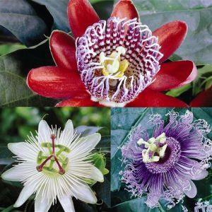 Passiflora coll. Red/Constance Elliot/Lavender Lady