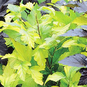 Physocarpus Darts Gold (Blaasspirea)