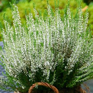 Heather White (Calluna Vulgaris White)