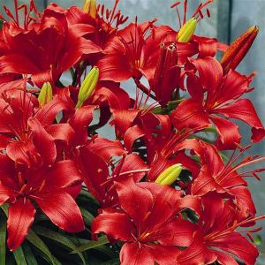 Lilium asiatic Red Velvet 14/16 x 3