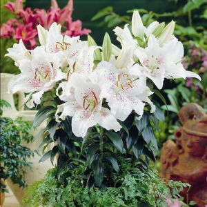 Orientaalse Lelie Muscadet x 3