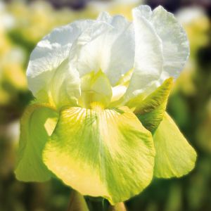 Iris germanica Tulp Festival