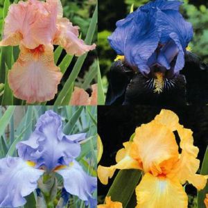 Iris Barbatus Collectie (Baardirissen)