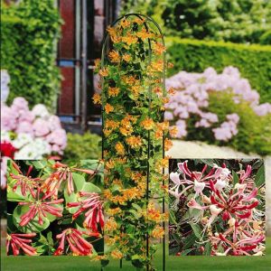 Kamperfoelie Collectie