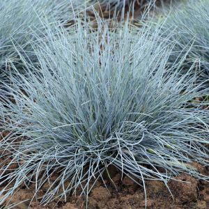 Festuca glauca Intense Blue (r)