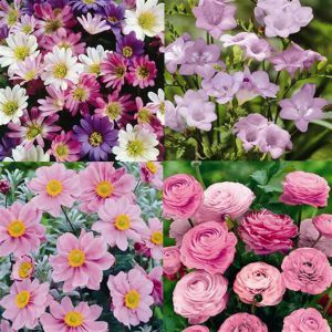 Ouderwetse Favorieten Tuin x 83