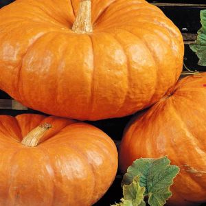 Pompoen rode van Etampes