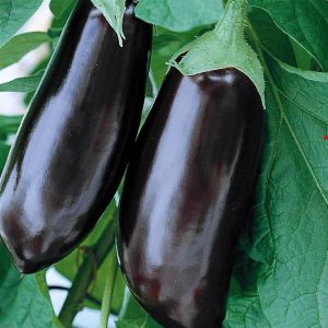 Aubergine lange violette