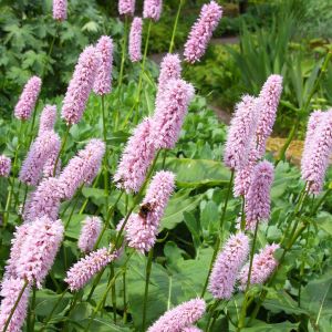 Persicaria Bistorta Duizendknoop