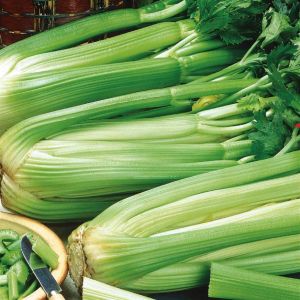 Groene selder Pascal