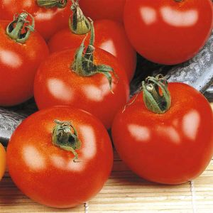 Tomaat Moneymaker