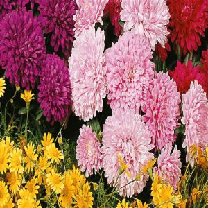 1 4103 Dwarf Aster Mixed