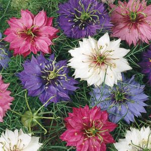 1 4535 Nigella Love in a mist