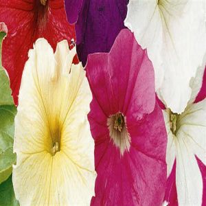 Petunia Laag Gemengd  Zaad