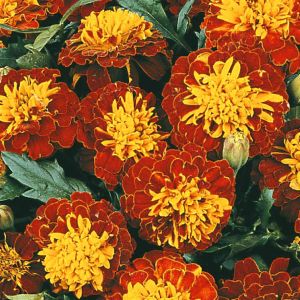 2 4772 French Marigold 'Harmony Boy'