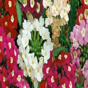 2 4835 Verbena 'Ideal Florist'