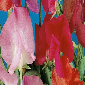3 4418 Sweet Peas 'Colorama'