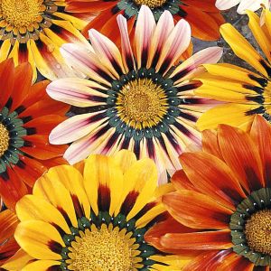 4 4310 Gazania 'Sunshine'