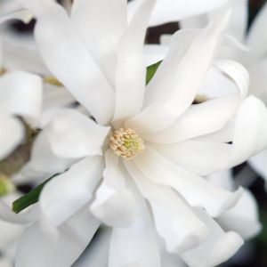 Magnolia Stellata