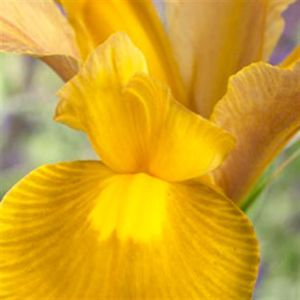 Iris hollandica Autumn Princess x 10