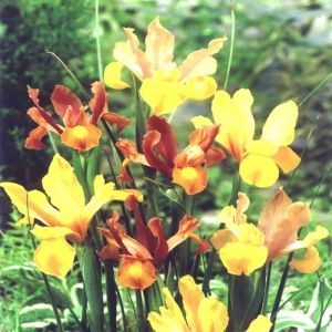 Iris Hollandica Mahogany Mix x 10