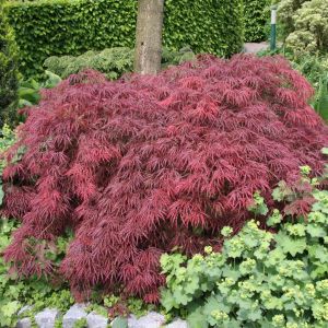 Acer Disectum Garnet