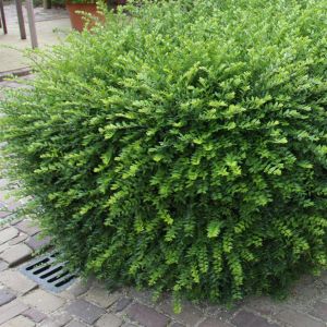 Lonicera nitida maigrun