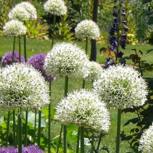 Allium Mount Everest x 5