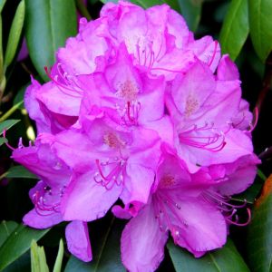 Rhododendron Roseum Elegance